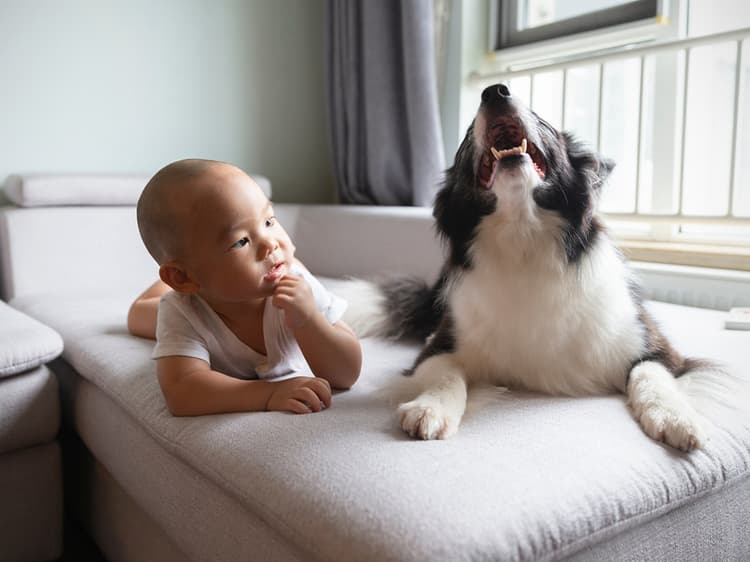 Why Your Dog Howls When Your Baby Cries