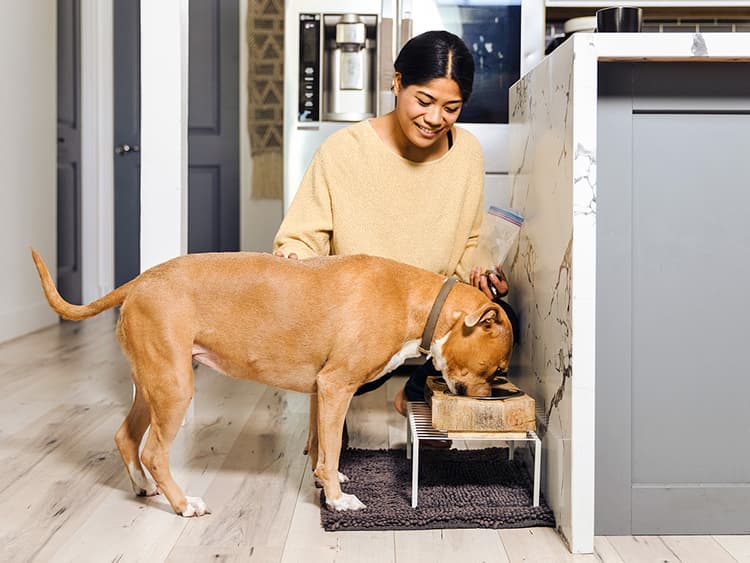 What to Feed a Dog With Vestibular Disease