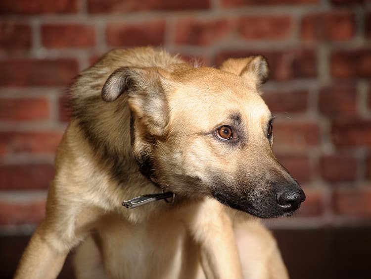 Does Your Dog’s Growl Mean Aggression?