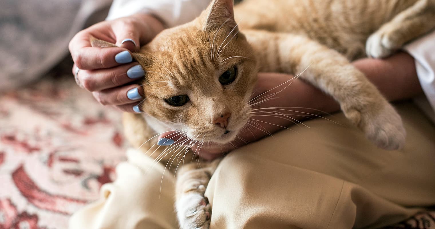Can I Take a Stray Cat to The Vet?