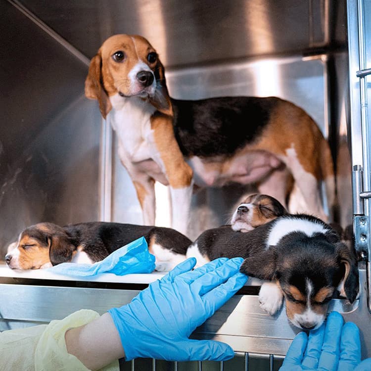 4,000 Beagles Rescued From a Research Facility Need Homes