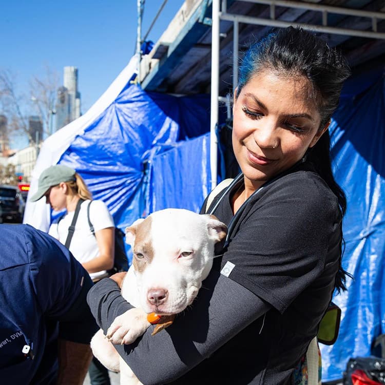 Project Street Vet Is Helping Unhoused Pets—And Their Parents