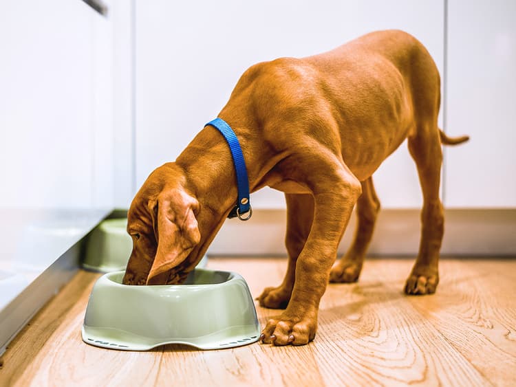 A Digestible Guide to Healthy Dog Food for Your New Pup