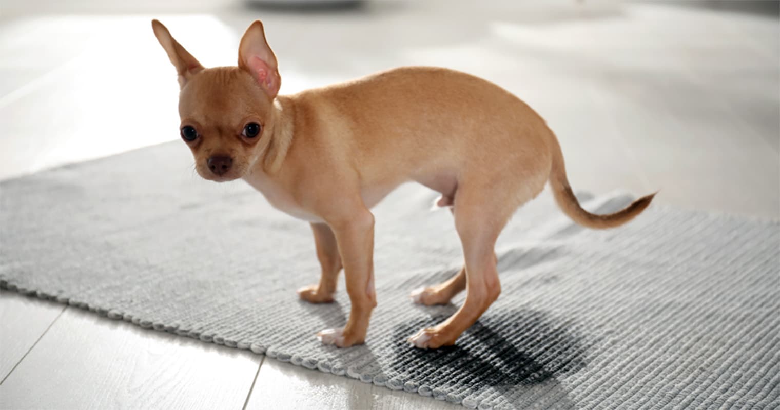 Why Is My Dog Peeing Everywhere?