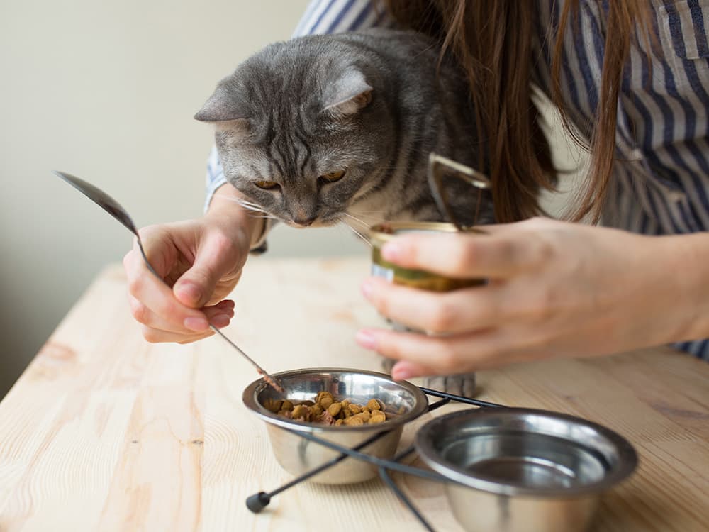 Does Your Cat Need a High-Protein Diet Like Some Bro at the Gym?
