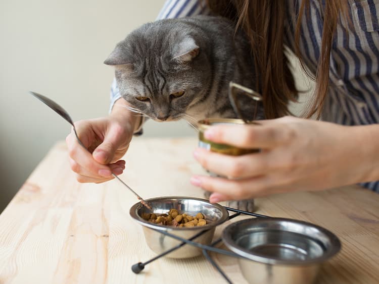 Does Your Cat Need a High-Protein Diet Like Some Bro at the Gym?