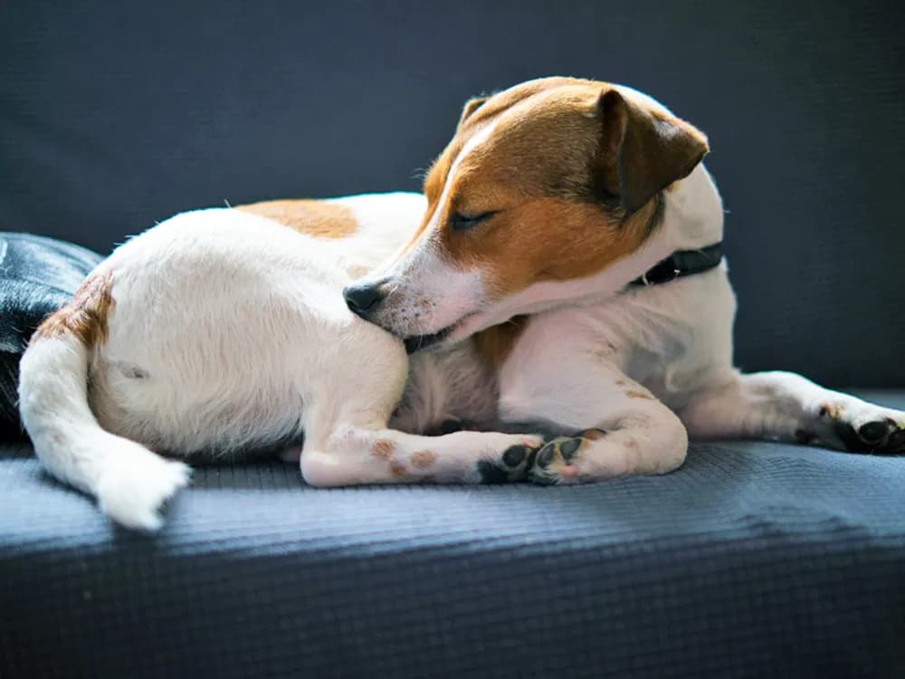 dog chewing on leg with ringworm present