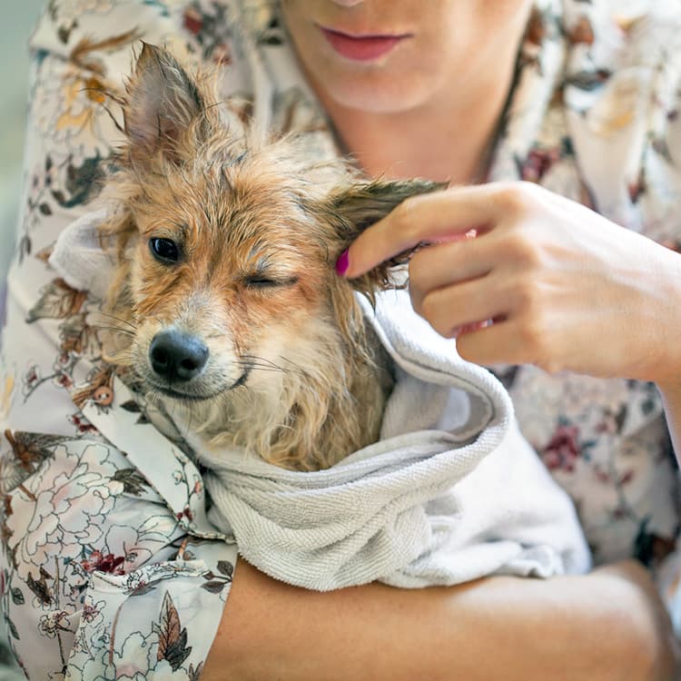 Dog Has Ear Infection, and You Can’t Afford the Vet? Options and Remedies