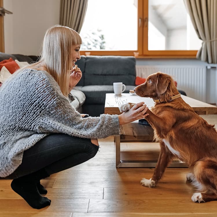 How to Teach Your Dog to Shake in a Few Simple Steps