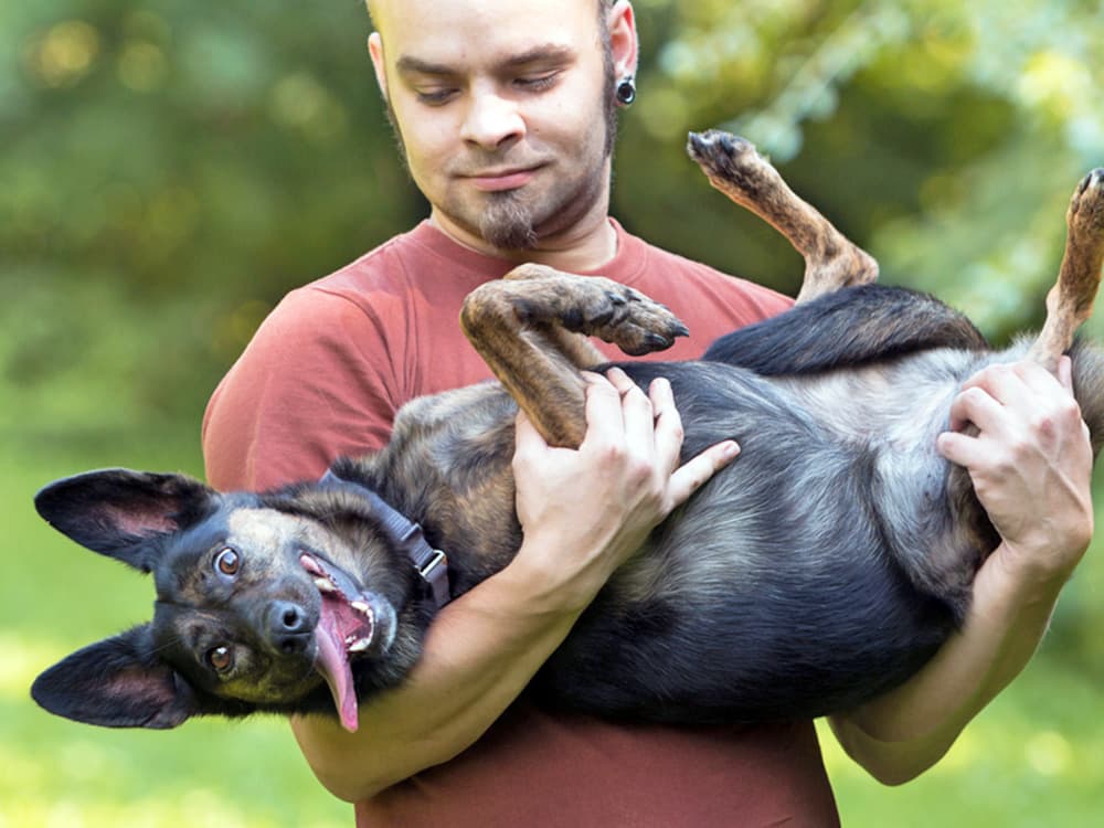 Are Dogs Really Just Permanent Toddlers?