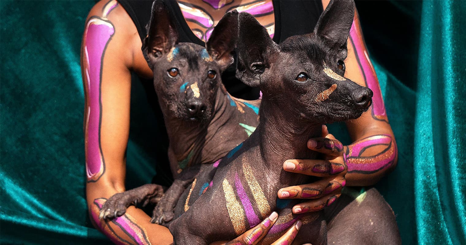 Hairless Dog Breeds That Make the Best Pets