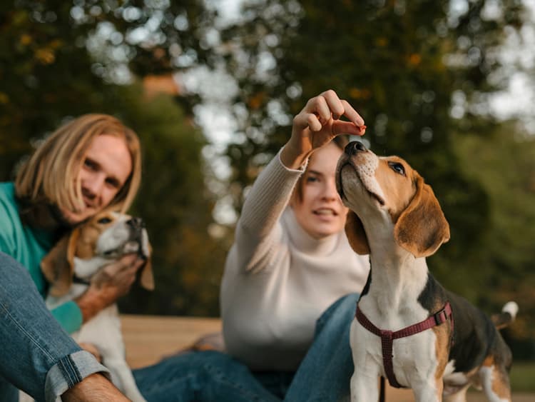 The Beagle Freedom Project