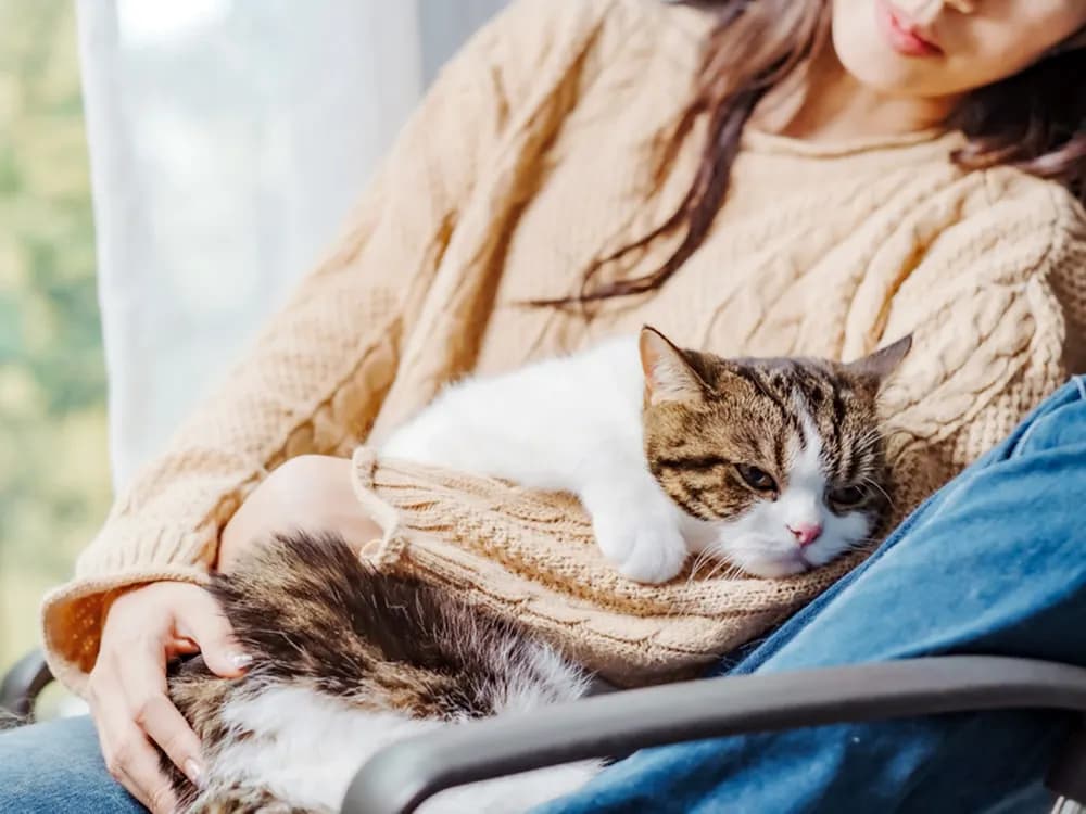 cat with person sitting in their lap