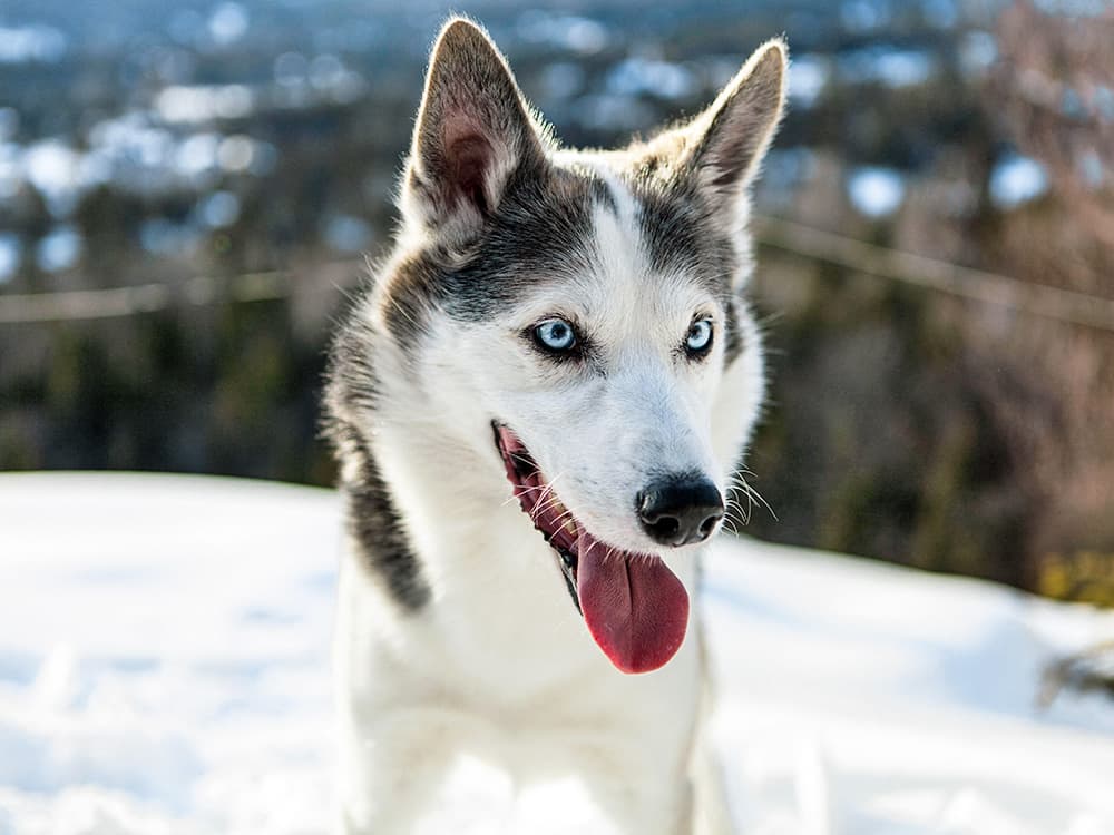 Alaskan Husky dog outside in the snow.
