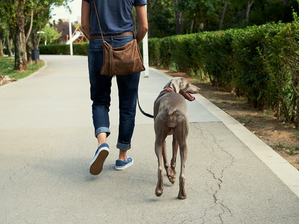 4 Ground Rules for Good Dog Walking Etiquette