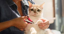 Do You Need to Clip Cat Nails? Yes—Here’s How Often and How to Do It