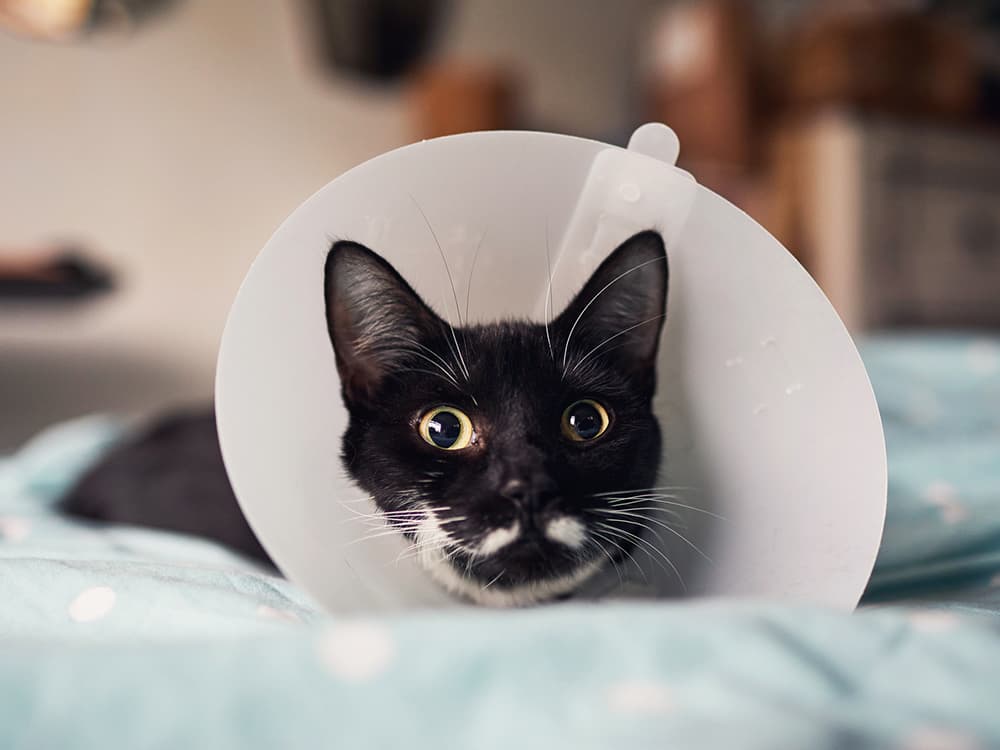 Be Prepared: Four Pet Emergency Room Essentials for Pet Parents