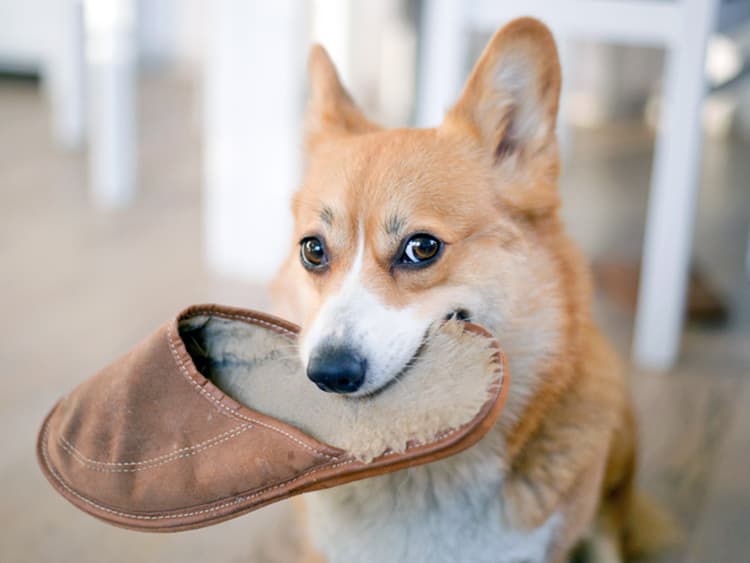 Why is Your Dog Obsessed With Bringing “Gifts” to Anyone Who Comes Over?