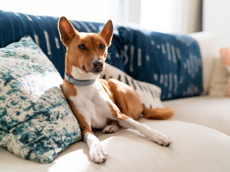 Basenji indoors on sofa
