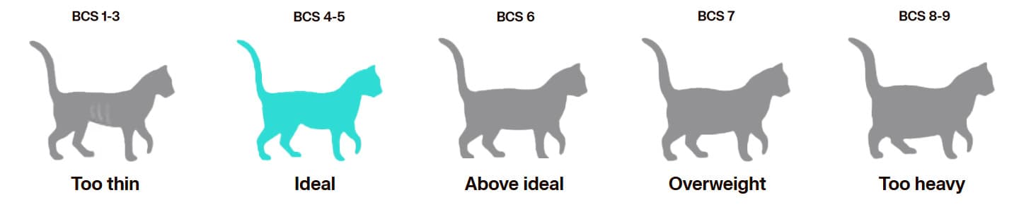 Cat body score conditioning chart