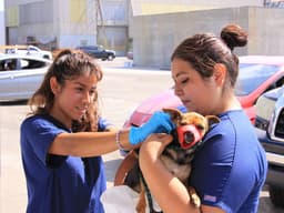 Downtown Dog Rescue is Helping Dogs Stay Out of Shelters