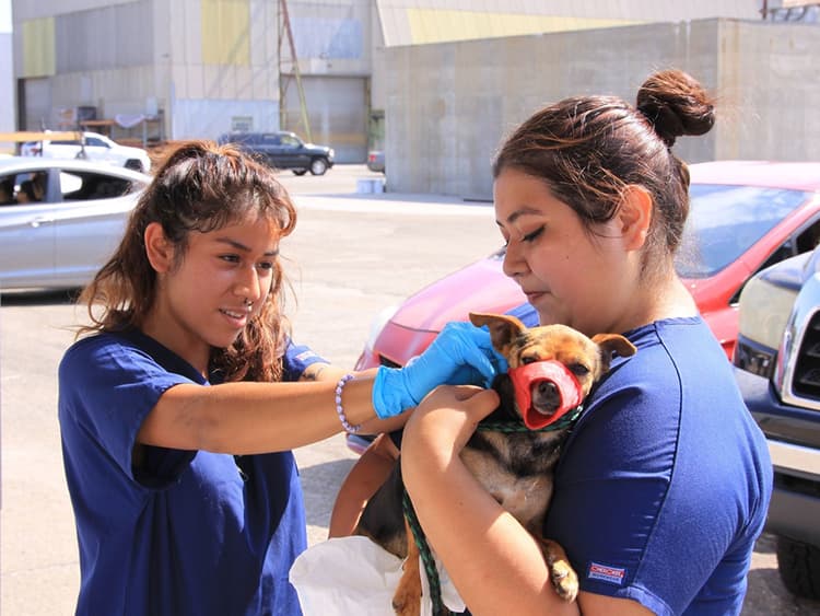 Downtown Dog Rescue is Helping Dogs Stay Out of Shelters