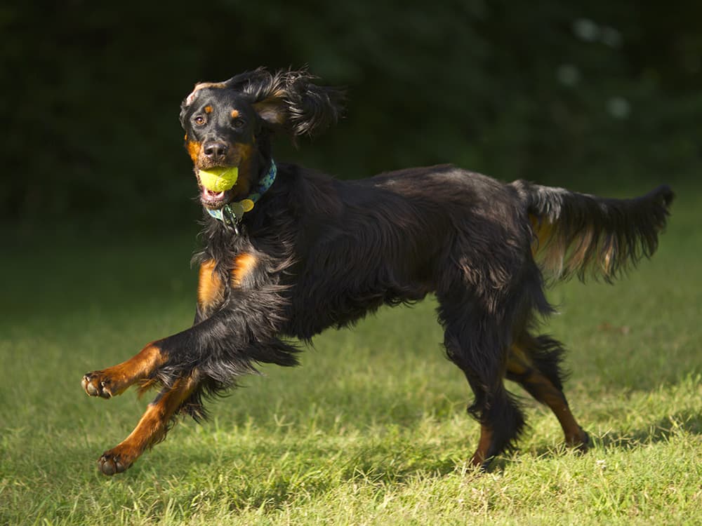 Gordon Setter running on grass