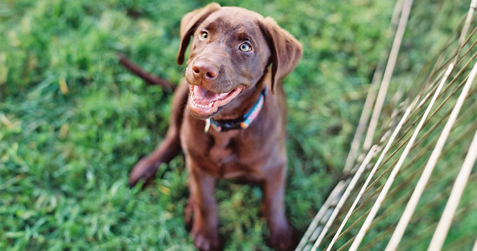 200 + Names for Your Labrador Retriever
