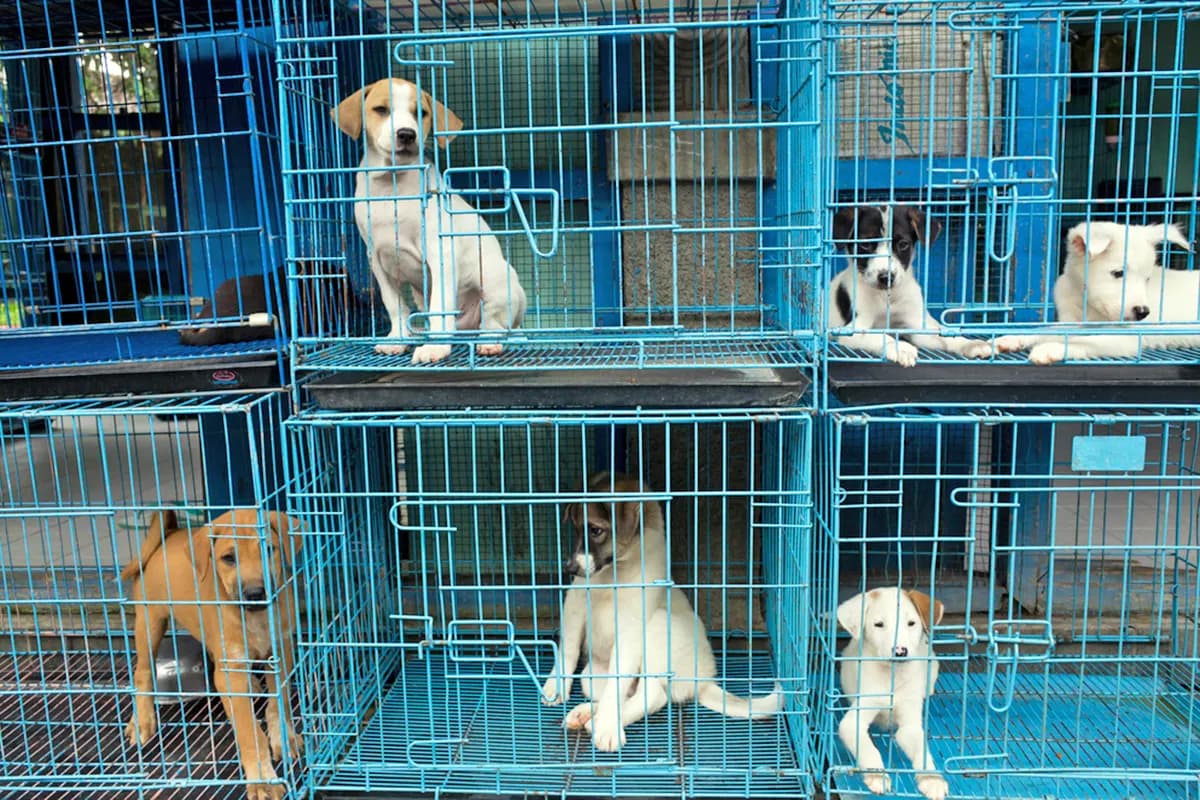 a bunch of puppies in cages