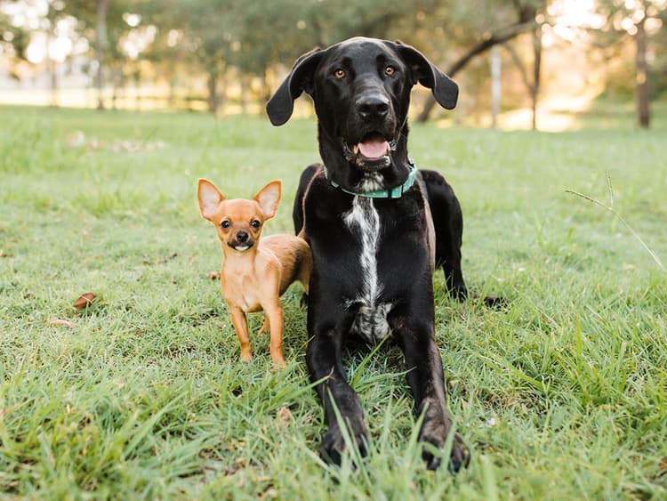 Wondering How Big Your Puppy or Kitten Is Gonna Get?