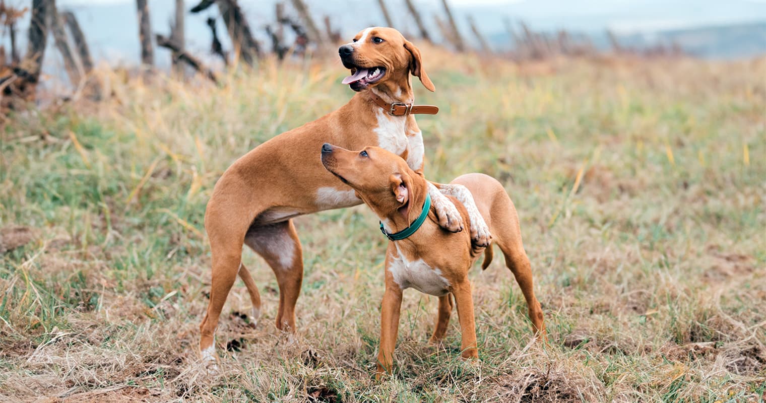200+ Names for Dog Pairs—The Best Twin Dog Names