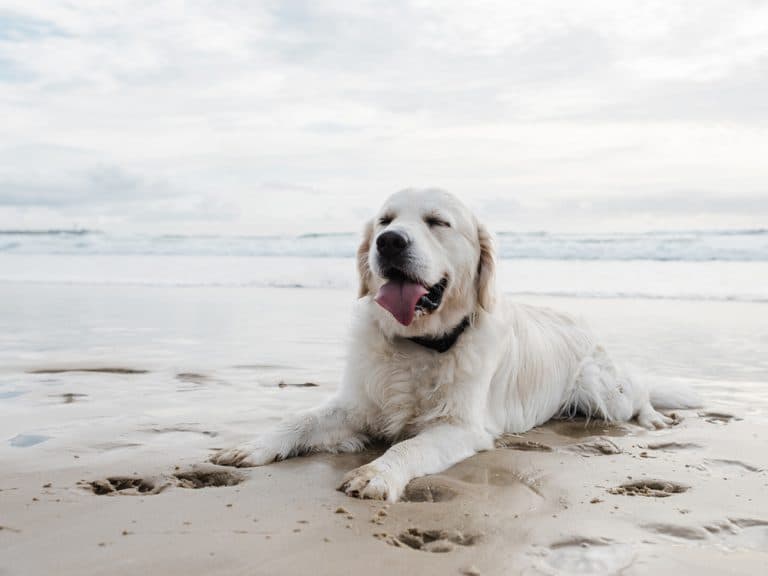 white Golden Retrievers