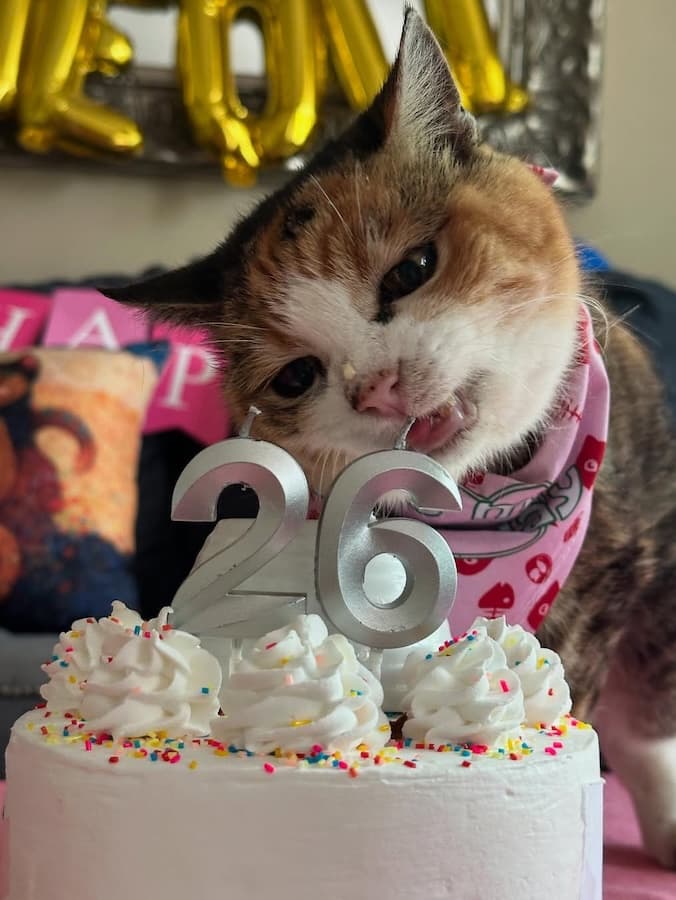 Miss Muffy the Cat Is 26 and Fabulous—Find Out Her Secrets for a Longer Life
