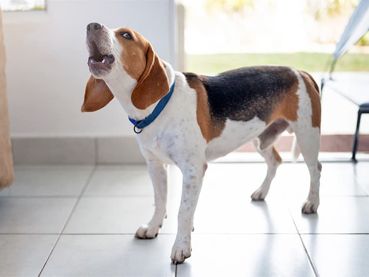 Why Is Your Dog Barking the Same Way Over and Over Again?