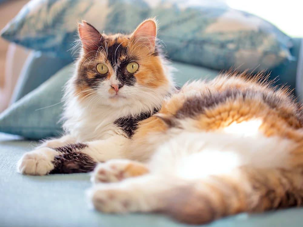 Cute calico cat laying down at home.