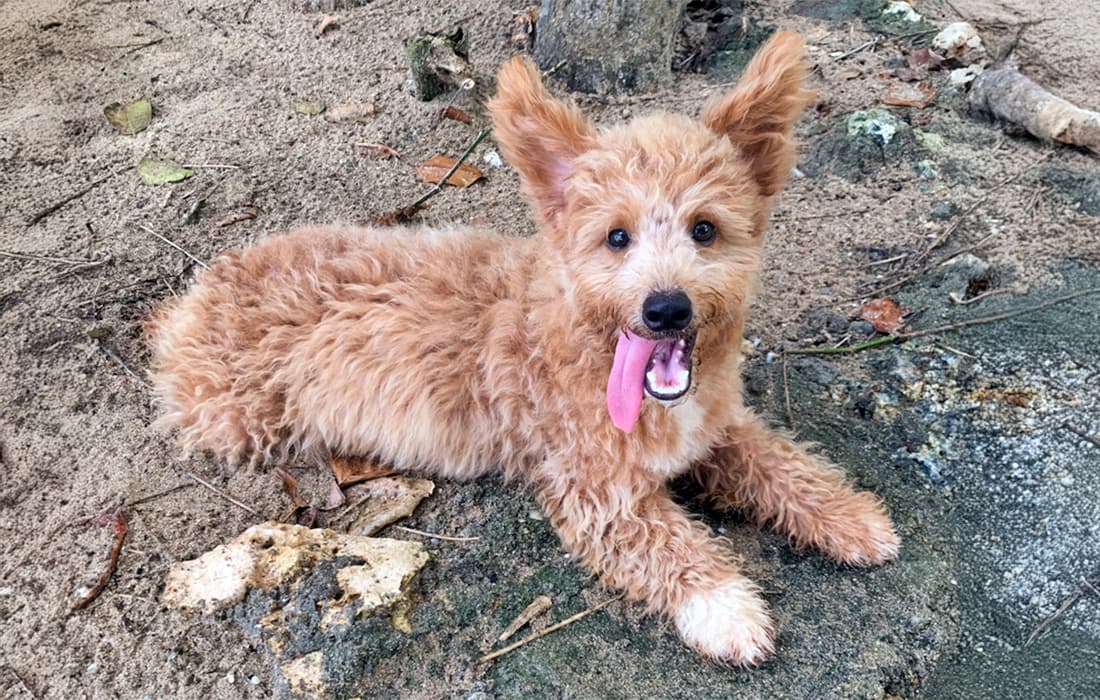 Corgipoo mixed breed dog sitting outside.