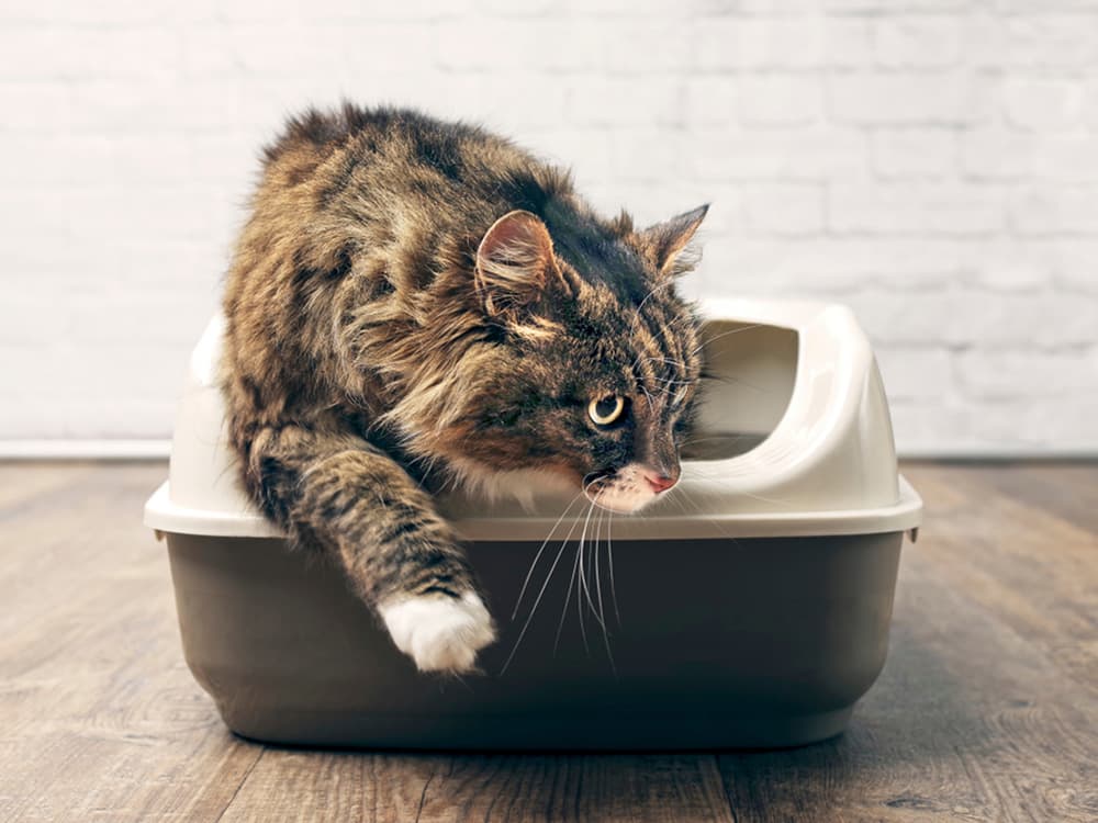 Uncovered Secrets: Why Cats Don’t Always Cover Their Poop