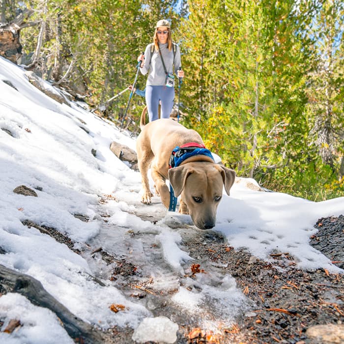 Giving Your Dog More Choices Will Make Them Happier and Less Stressed