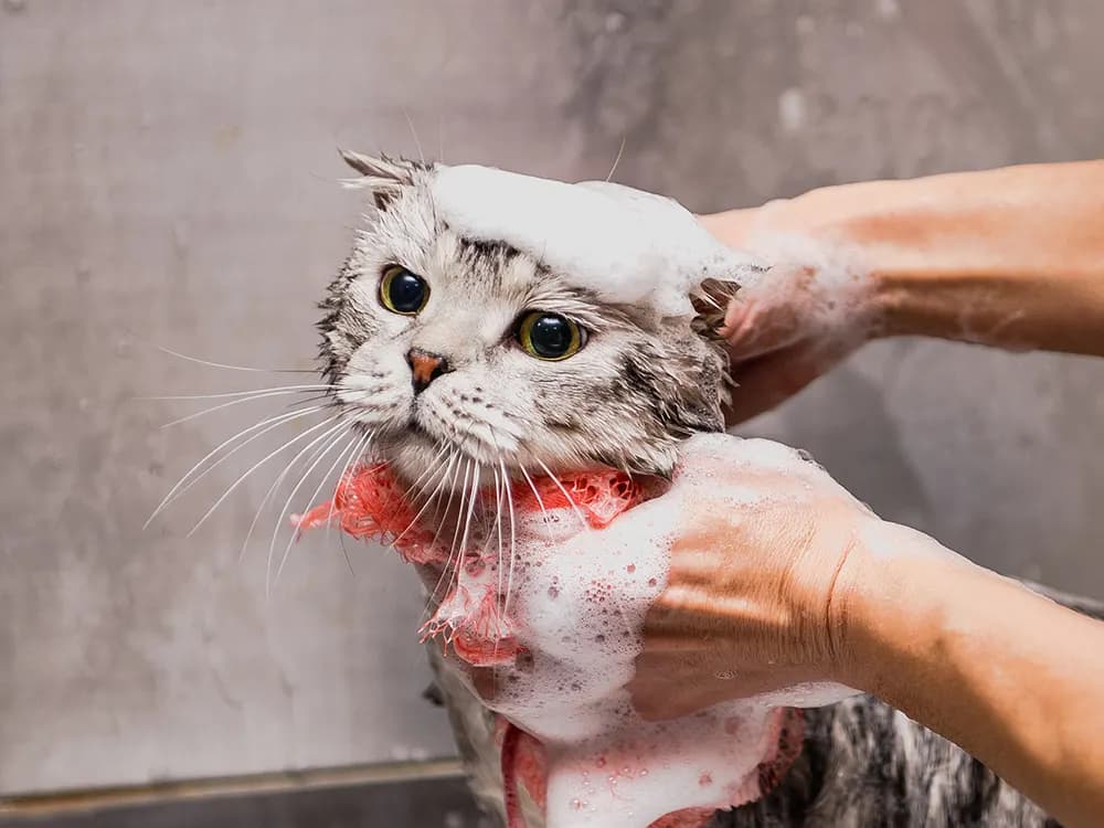 cat being given bath