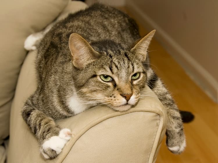 11 Signs Your Cat Is Not Getting Enough Playtime