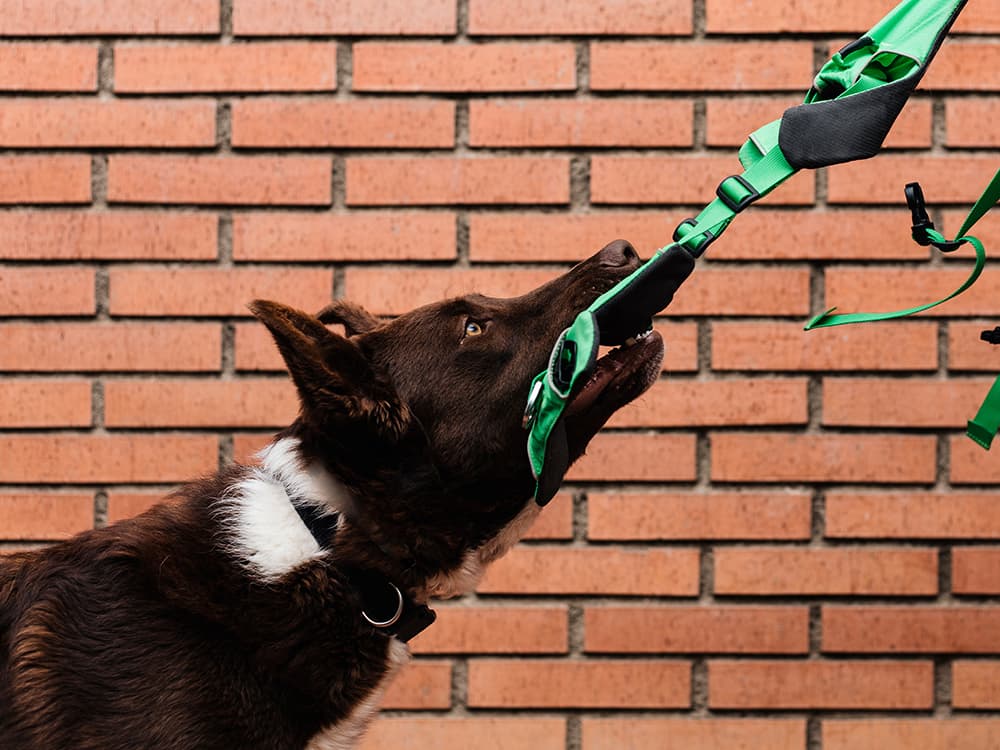 Nobody Likes to Be Labeled — Especially Your Dog