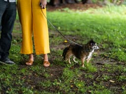 “Help, My Adult Dog Refuses to Pee Outside”