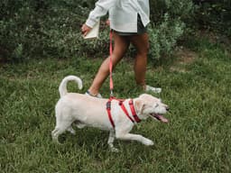 Why You Should Take Your Pup on a “Scent Walk”—All the Dogs Are Doing It