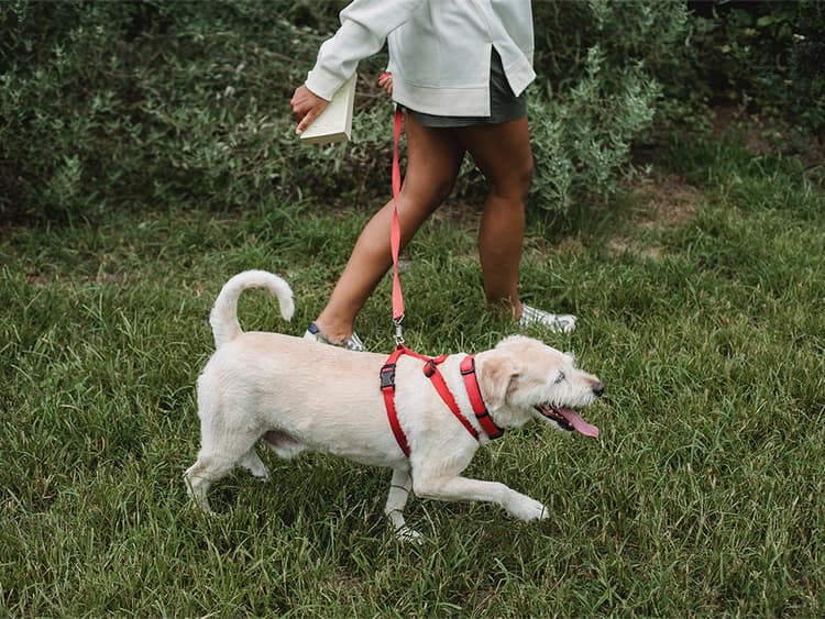 Why You Should Take Your Pup on a “Scent Walk”—All the Dogs Are Doing It