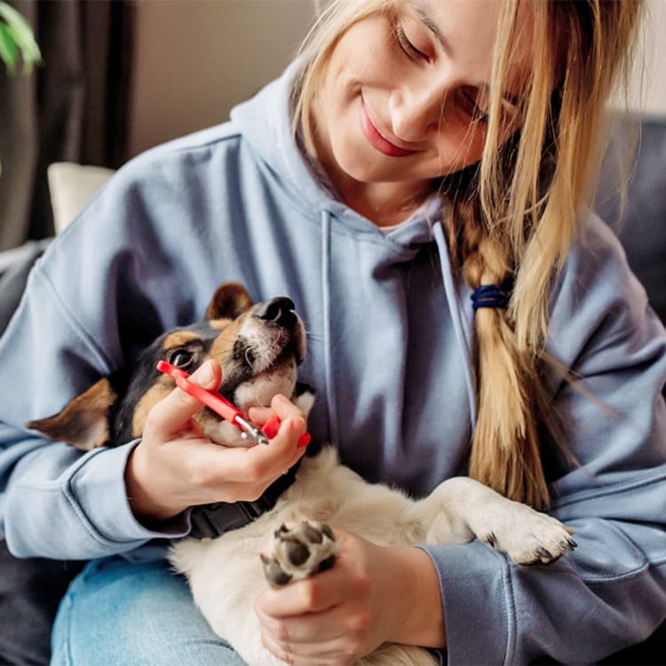 What Are the Best Dog Nail Clippers?