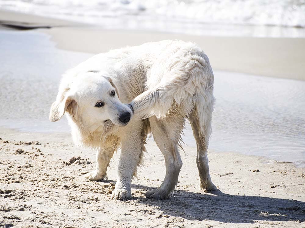 Understanding Limber Tail Syndrome: Causes, Symptoms, and Treatment