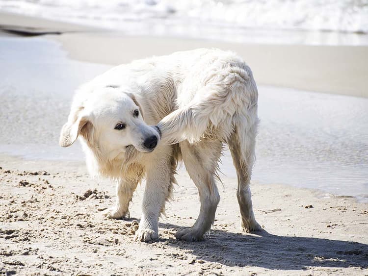 Understanding Limber Tail Syndrome: Causes, Symptoms, and Treatment