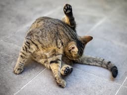 Why Is My Cat Bleeding From Their Anus?