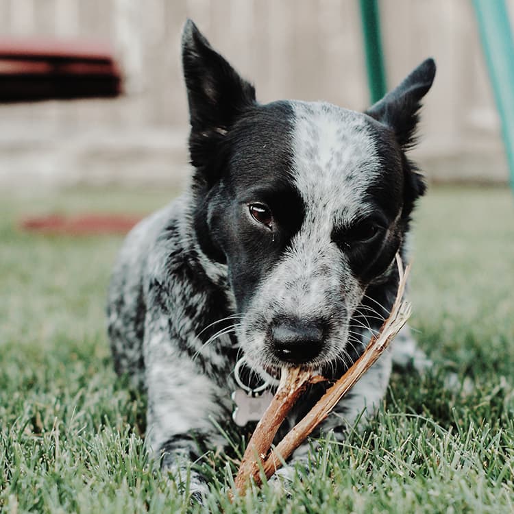 Chew on This: A Guide to Safe and Not-So-Safe Dog Bones