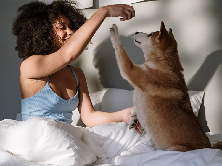 Senior Dogs Need New Tricks to Stay Healthy In Body and Mind